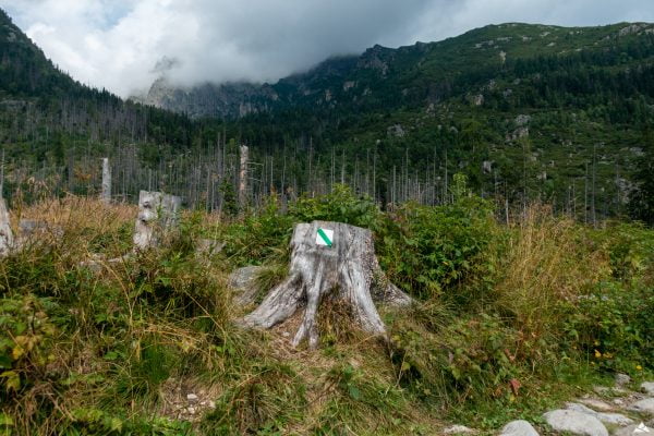 Starolesnianska poľana